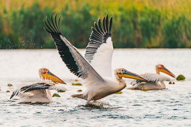 Bird watching in Danube Delta - Private day tour from Bucharest - What Toni Tatar adds to the day