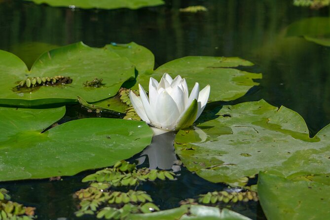 Bird watching in Danube Delta - Private day tour from Bucharest - Leaving Bucharest at 8:00 am