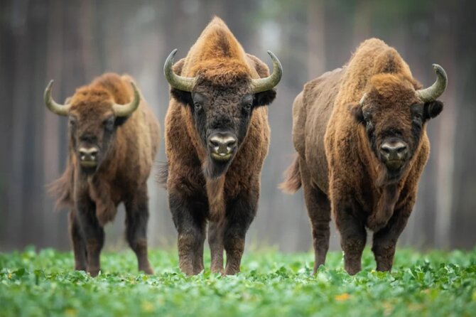 Bison Sanctuary, Vlad the Impaler Princely Court & Dracula Grave - Key points at a glance