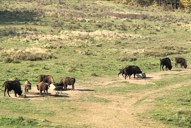 Bison Sanctuary, Vlad the Impaler Princely Court & Dracula Grave - Finding the Dracula connection at Snagov Monastery