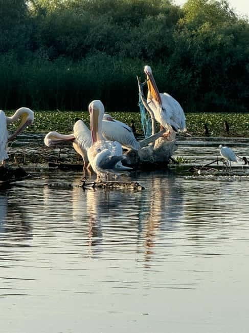 Boat Trip to Caraorman Forest – Danube Delta (6–7 hours) - Clisciova and Durnoleapca, where lilies frame the route