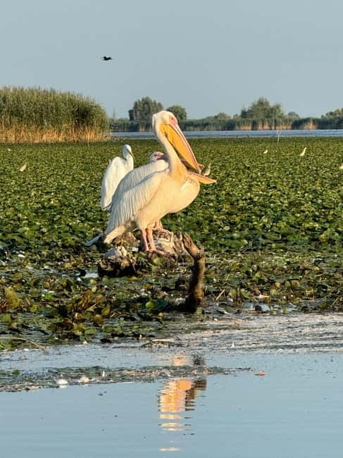 Boat Trip to Caraorman Forest – Danube Delta (6–7 hours) - Litcov Channel and the approach to Caraorman
