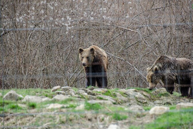 Bran Castle, Bear Sanctuary, and Rasnov Fortress Half Day Tour - Is $85 plus 37 euros good value?