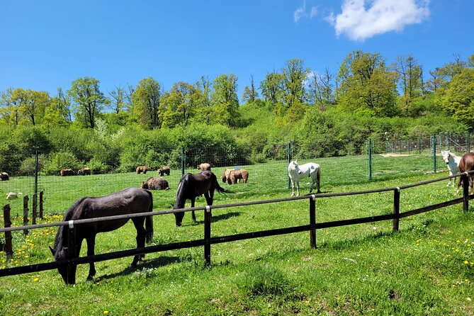 Bran Castle & Bear Sanctuary from Brasov - Optional Peles Castle - Why this makes a good Brasov day trip