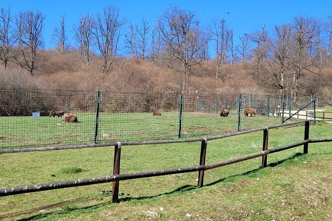 Bran Castle & Bear Sanctuary from Brasov - Optional Peles Castle - Adding Peles Castle to the day