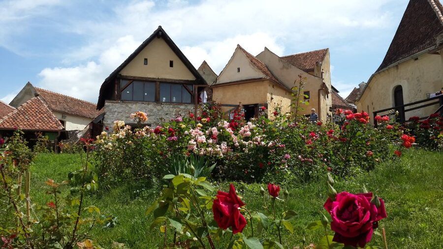 Brasov: Bear Sanctuary, Bran Castle & Rasnov Fortress Tour - Five things to know before booking