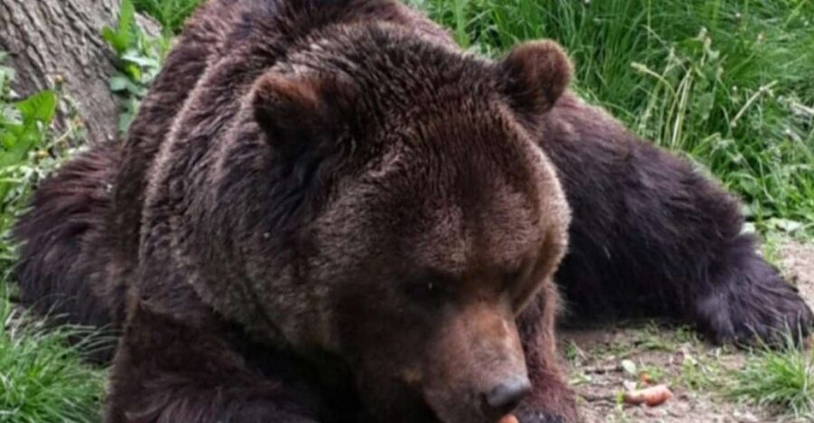 Brasov: Bear Sanctuary, Bran Castle & Rasnov Fortress Tour - Bran Castle and the Vlad the Impaler question