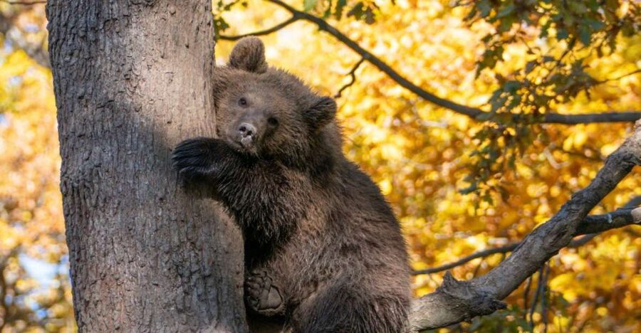Brasov: Bear Sanctuary, Dracula Castle, and Râşnov Fortress - Key points to know before booking