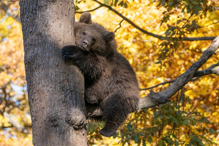 Brasov: Bear Sanctuary, Dracula Castle, and Râşnov Fortress - Is the $47 tour price worth it?