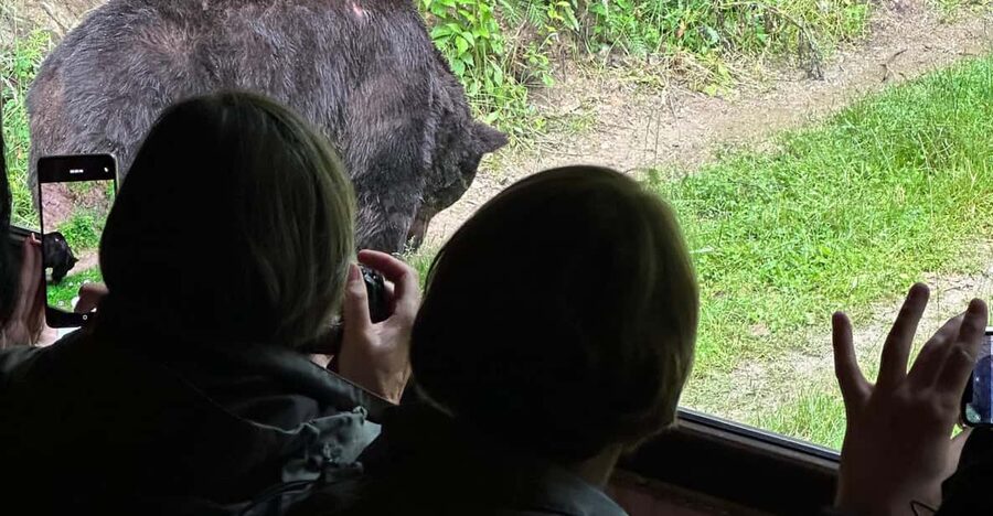 Brasov: Bear Watching in the Wild (From a Hideout) - Timing, transport, and a realistic three-hour plan