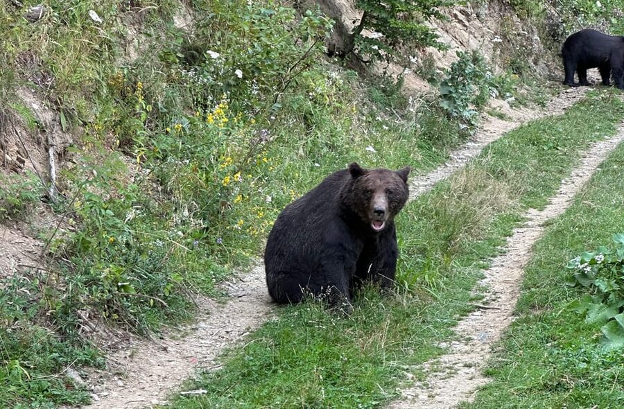 Brasov: Bear Watching in the Wild (From a Hideout) - Leaving Brasov for the Transylvanian forest