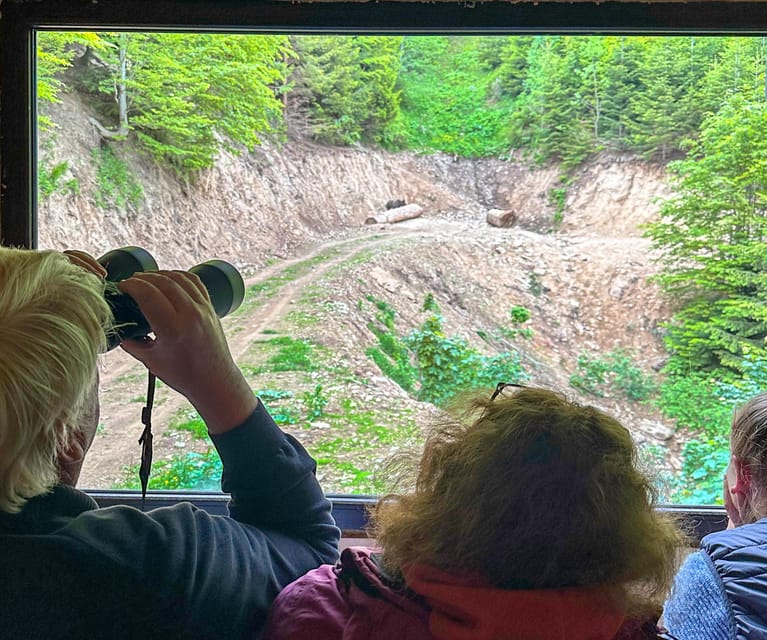 Brasov: Bear Watching in the Wild (From a Hideout) - What the bear viewing session feels like