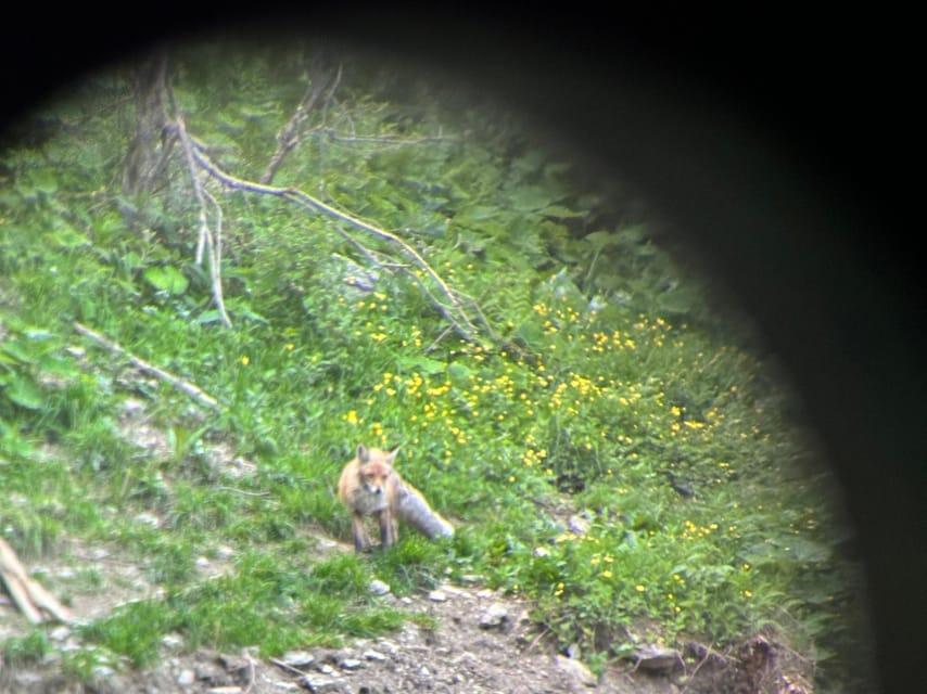 Brasov: Bear Watching in the Wild (From a Hideout) - More than bears: foxes, ravens, and forest surprises