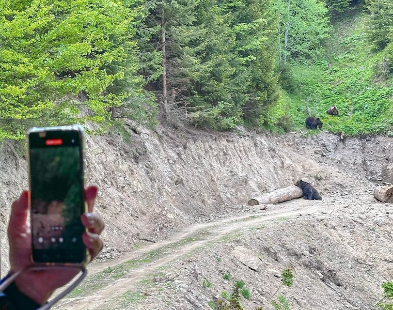 Brasov: Bear Watching in the Wild (From a Hideout) - Rain, clothing, and the best mindset