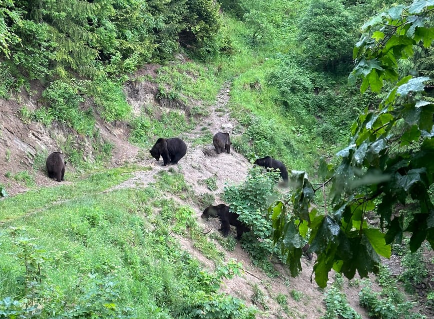 Brasov: Bear Watching in the Wild (From a Hideout) - Safety without turning the visit into a zoo