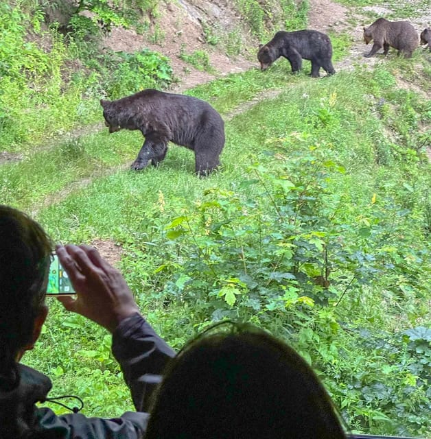 Brasov: Bear Watching in the Wild (From a Hideout) - Is $104 a fair price?