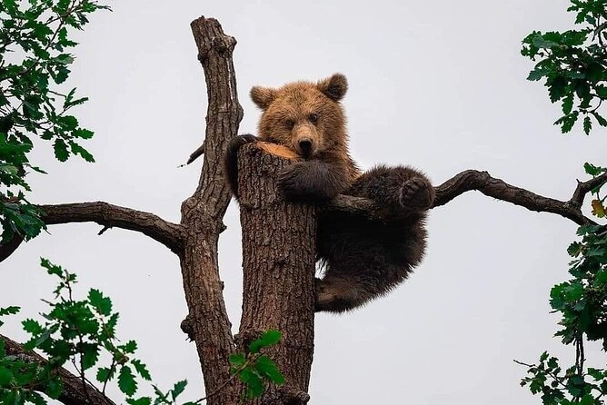 Brasov: Bears Sanctuary, Rasnov Fortress, Bran Castle GUIDED Tour - Why this Brasov day trip works