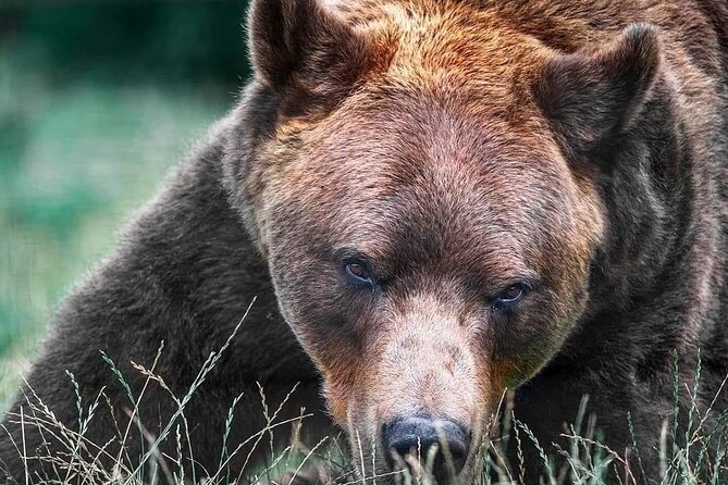 Brasov: Bears Sanctuary, Rasnov Fortress, Bran Castle GUIDED Tour - Libearty Bear Sanctuary, a powerful first stop
