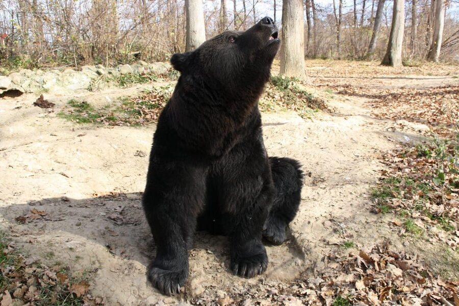 Brasov: Libearty Bear Sanctuary - Should you book the Libearty Bear Sanctuary tour?