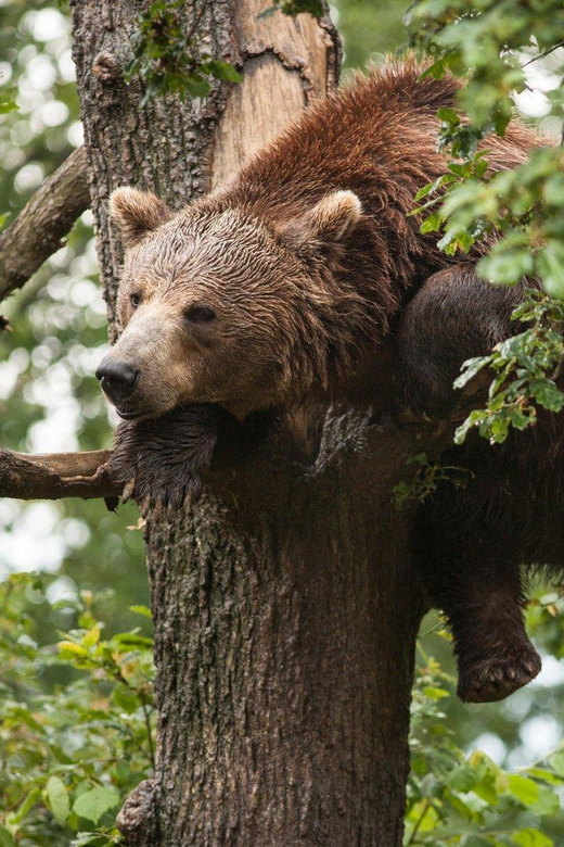 Brasov: Libearty Bear Sanctuary - Why Libearty feels different from a typical animal visit
