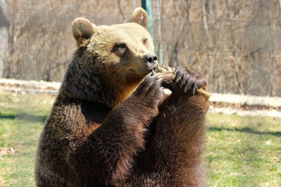 Brasov: Libearty Bear Sanctuary - Meeting the bears without turning them into a show