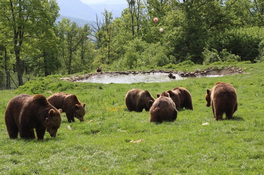 Brasov: Libearty Bear Sanctuary - The story of Maya and the sanctuary’s mission