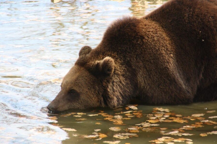 Brasov: Libearty Bear Sanctuary - What the $50 price really covers