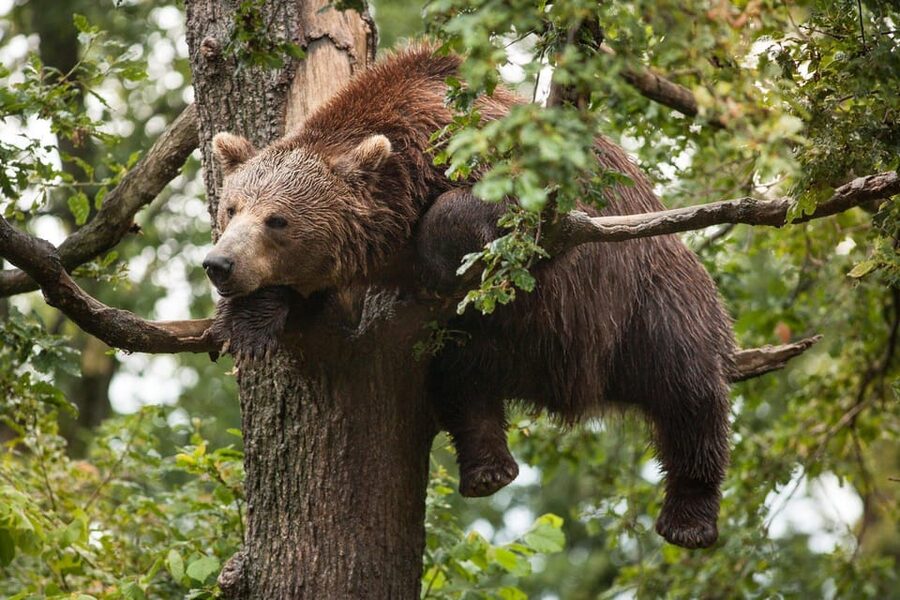 Brasov: Libearty Bear Sanctuary - Who will enjoy this five-hour outing most
