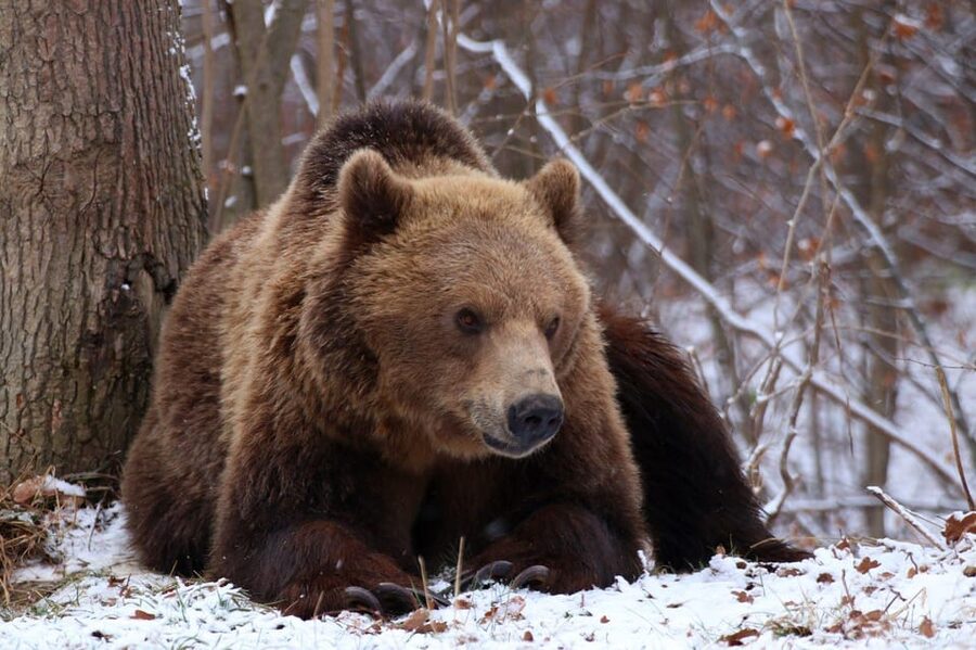 Brasov: Libearty Bear Sanctuary - What to bring and how to prepare