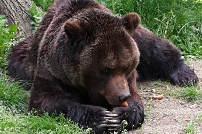 Brown Bear Sanctuary Tour from Brasov Entrance Ticket Guaranteed - Entering the 69-hectare bear refuge