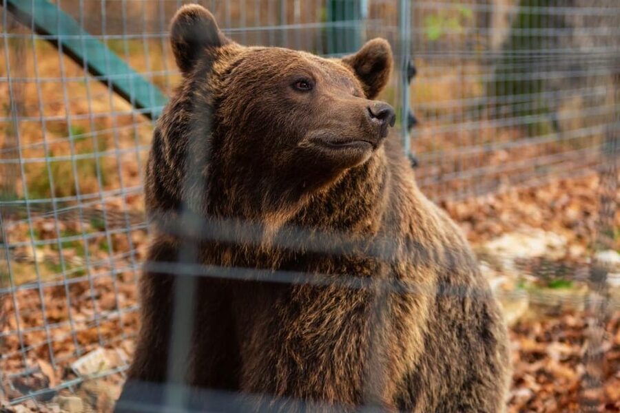 Bucharest: Bran Castle and Bear Sanctuary Small-Group Tour - Key points at a glance