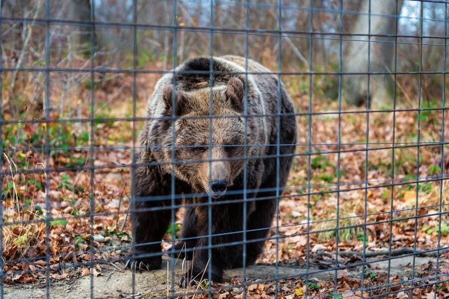 Bucharest: Bran Castle and Bear Sanctuary Small-Group Tour - Bran Castle, legends, and the Dracula factor