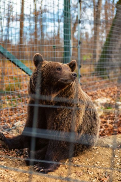 Bucharest: Bran Castle and Bear Sanctuary Small-Group Tour - What the guide adds to the price