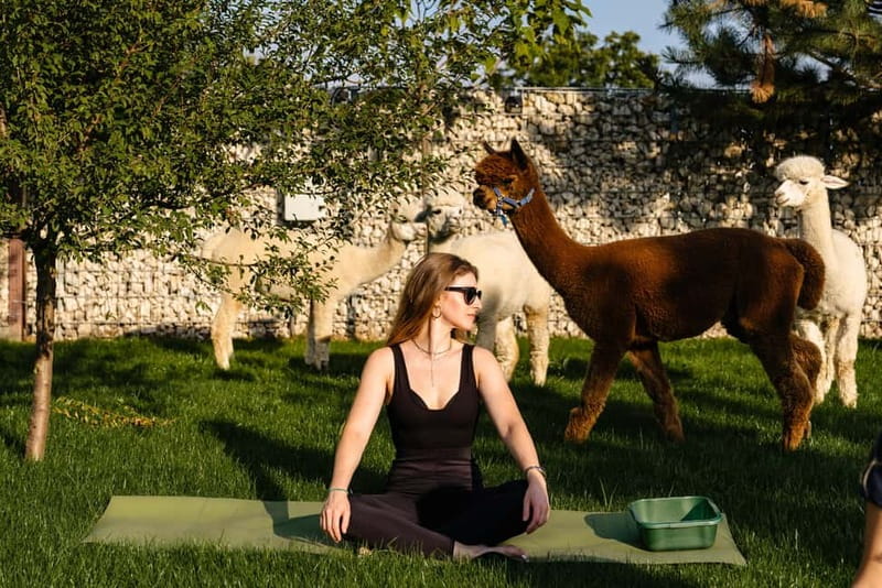 Bucharest: Day Trip at the The Tribe Alpaca Retreat - Key points at a glance