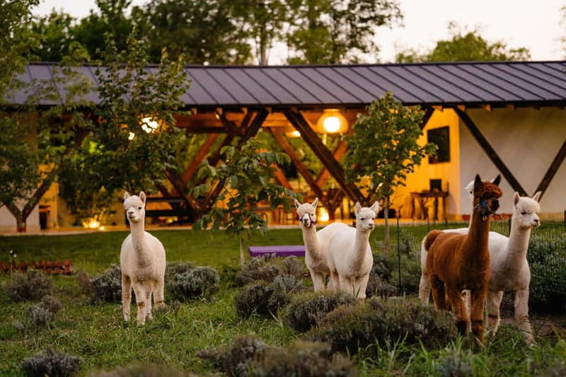 Bucharest: Day Trip at the The Tribe Alpaca Retreat - The welcome matters here