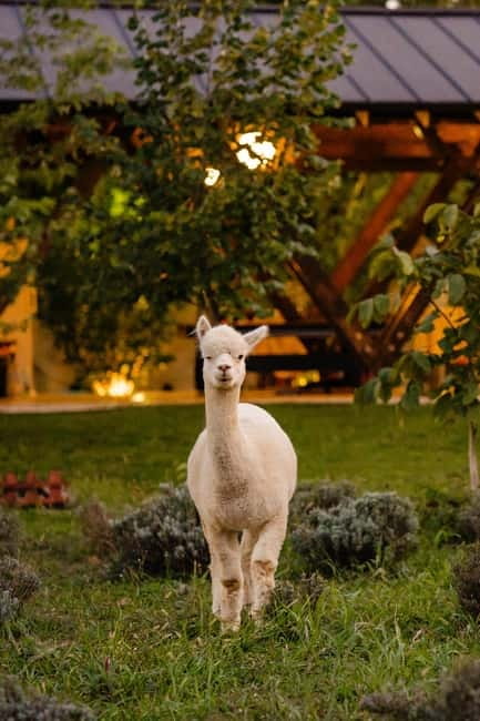 Bucharest: Day Trip at the The Tribe Alpaca Retreat - Comfort without losing the countryside feel