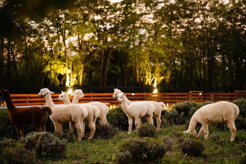 Bucharest: Day Trip at the The Tribe Alpaca Retreat - A three-hour pause with alpacas