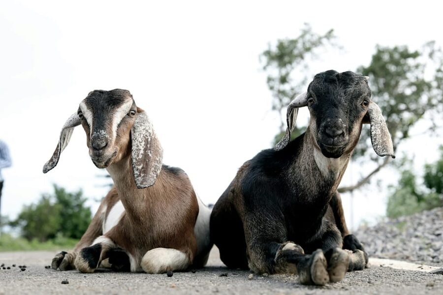 Bucharest: Ranch with Domestic Animals Day Trip - Why This Bucharest Day Trip Works