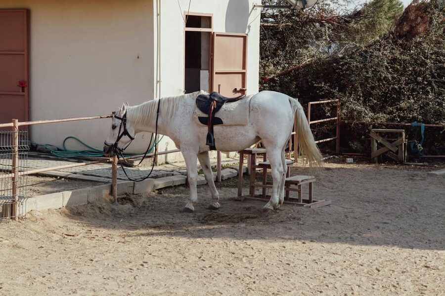 Bucharest: Ranch with Domestic Animals Day Trip - Meeting the Animals at the Ranch