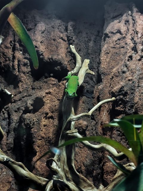Bucharest: Reptiland Bucharest Entry Ticket - Practical tips for planning your visit