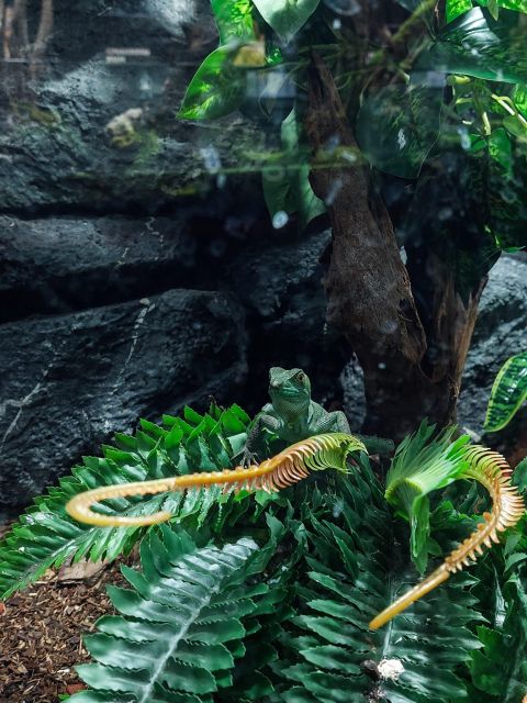 Bucharest: Reptiland Bucharest Entry Ticket - Tropical terrariums built as small ecosystems
