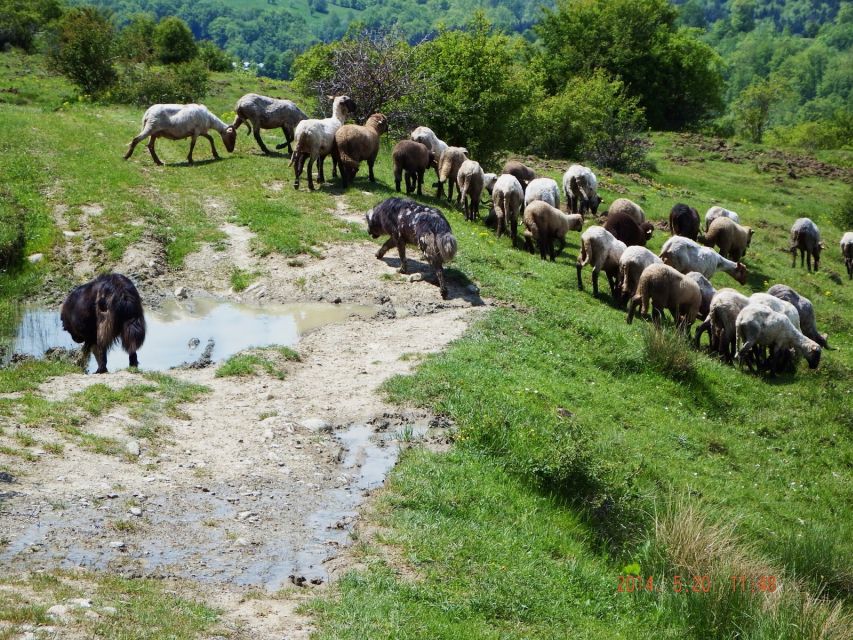 Bucharest: Slanic Salt Mine & Carpathian Mountains Day Tour - Carpathian villages beyond the postcard view