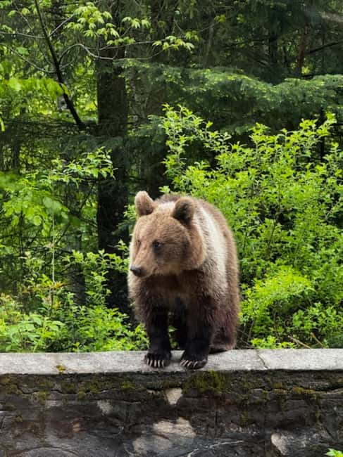 Bucharest: Top Gear Road Transfagarasan Day Trip - Key points to know before booking