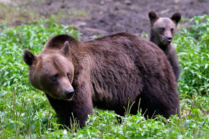 Carpathian Wilderness: A Wildlife Experience from Brașov - Why a bear hide makes this different from a zoo