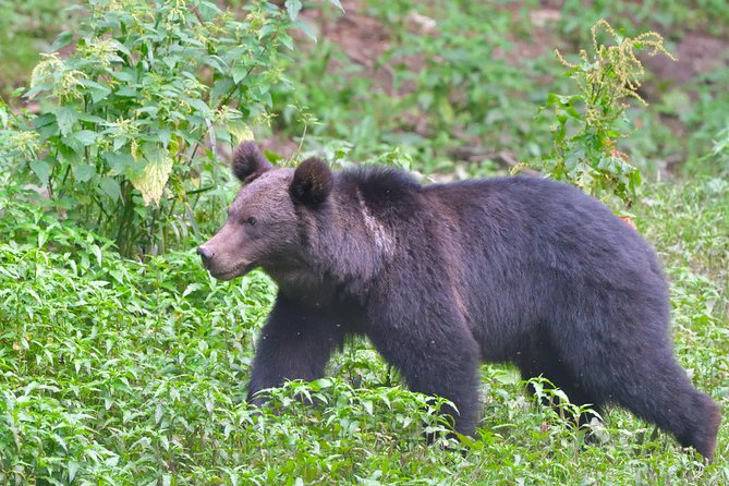 Carpathian Wilderness: A Wildlife Experience from Brașov - The short walk to the forest hide