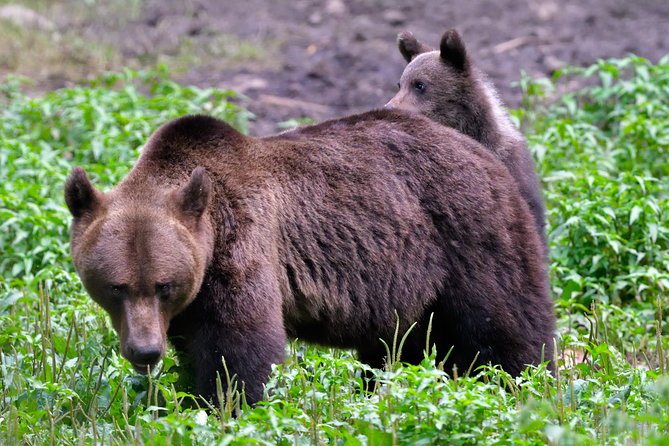 Carpathian Wilderness: A Wildlife Experience from Brașov - What happens during the waiting period
