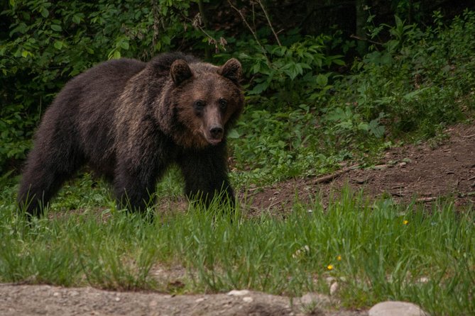 Carpathian Wilderness: A Wildlife Experience from Brașov - Seeing bears through the hide windows