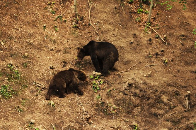 Carpathian Wilderness: A Wildlife Experience from Brașov - Timing, clothing, and small practical details