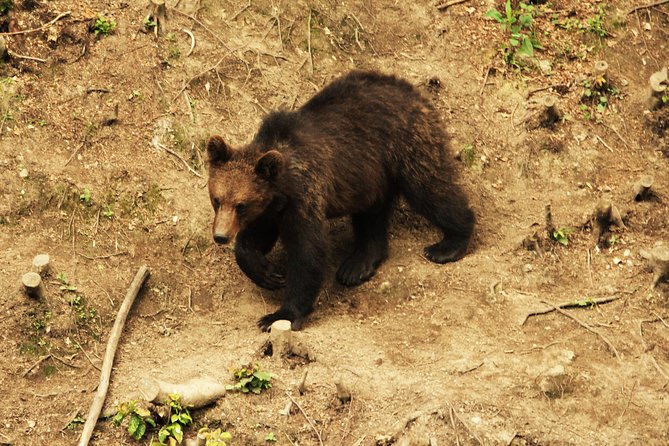 Carpathian Wilderness: A Wildlife Experience from Brașov - Who will enjoy this most