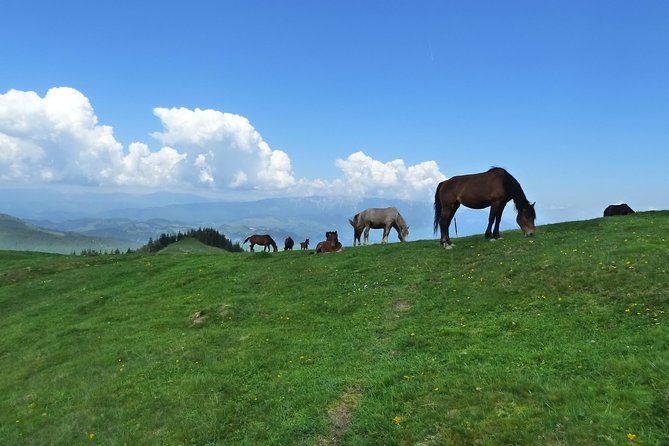 Carpathians in Romania: Bucegi Natural Park with native Spanish guide. - What makes Nacho a valuable guide